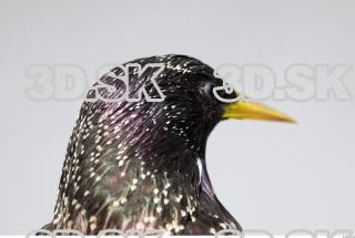 Starling-Sturnus vulgaris 0031